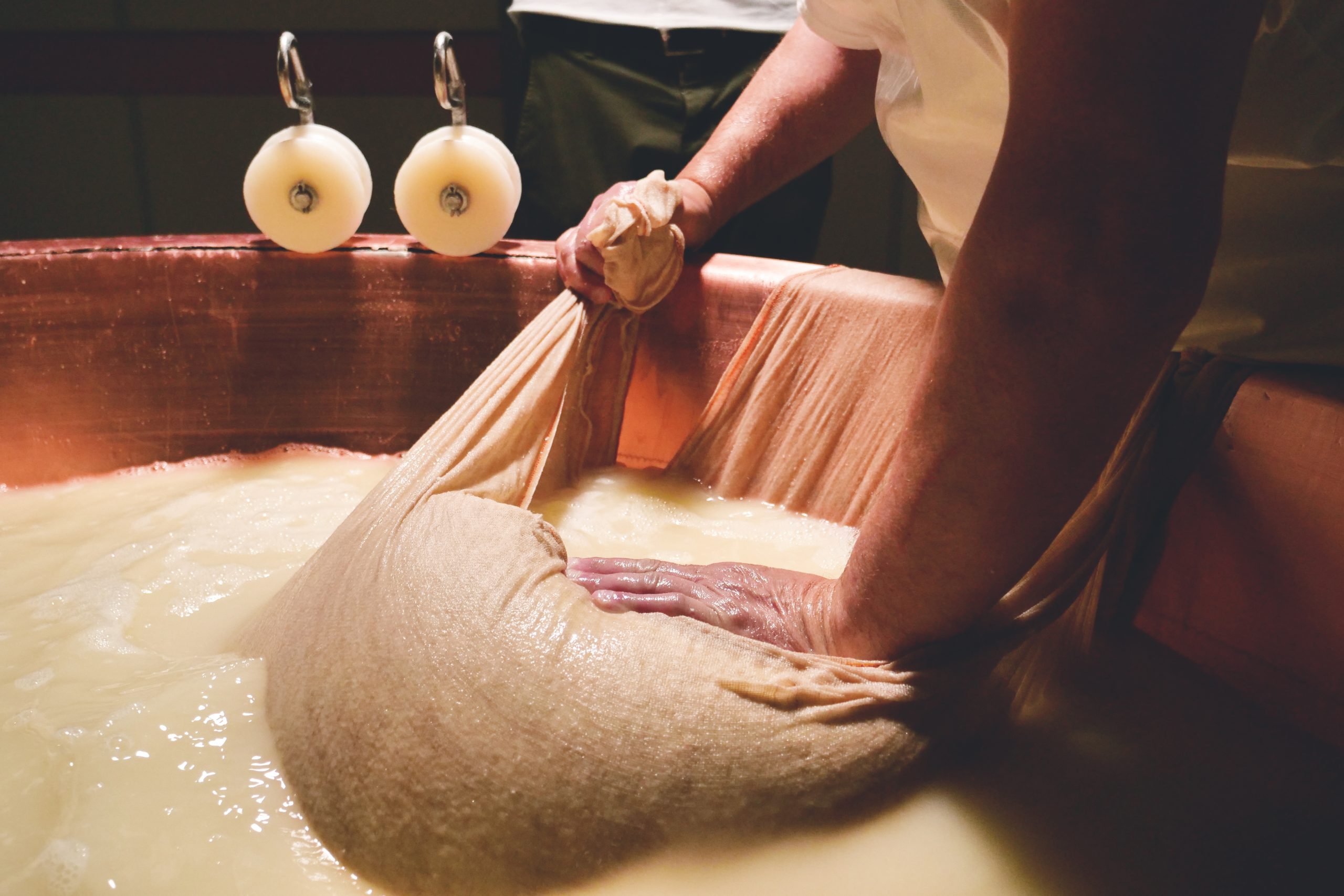 Close up of a cheesemaker is preparing a form of Parmesan cheese using fresh and biologic milk
