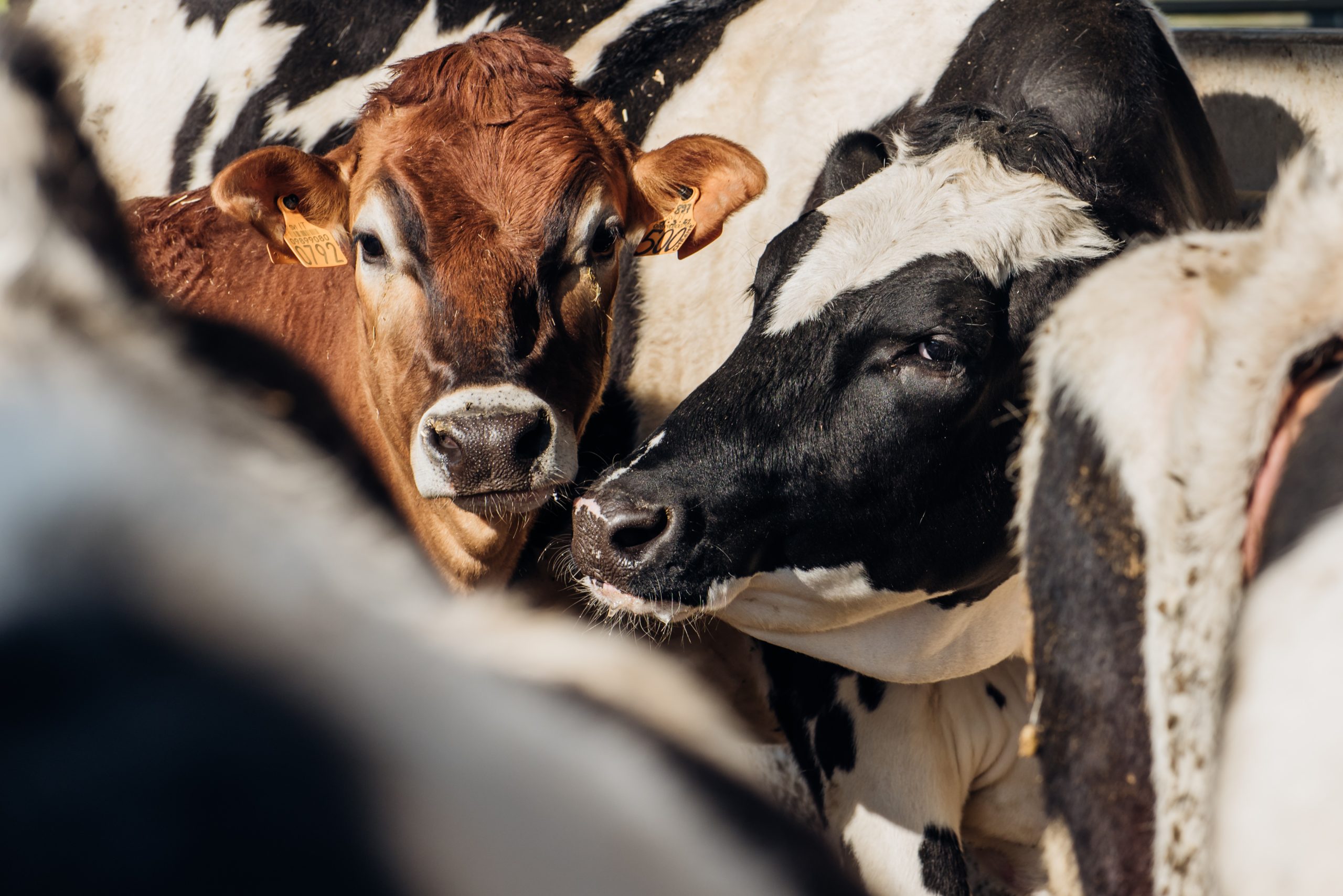 Allevamento_Sesmones_H-20